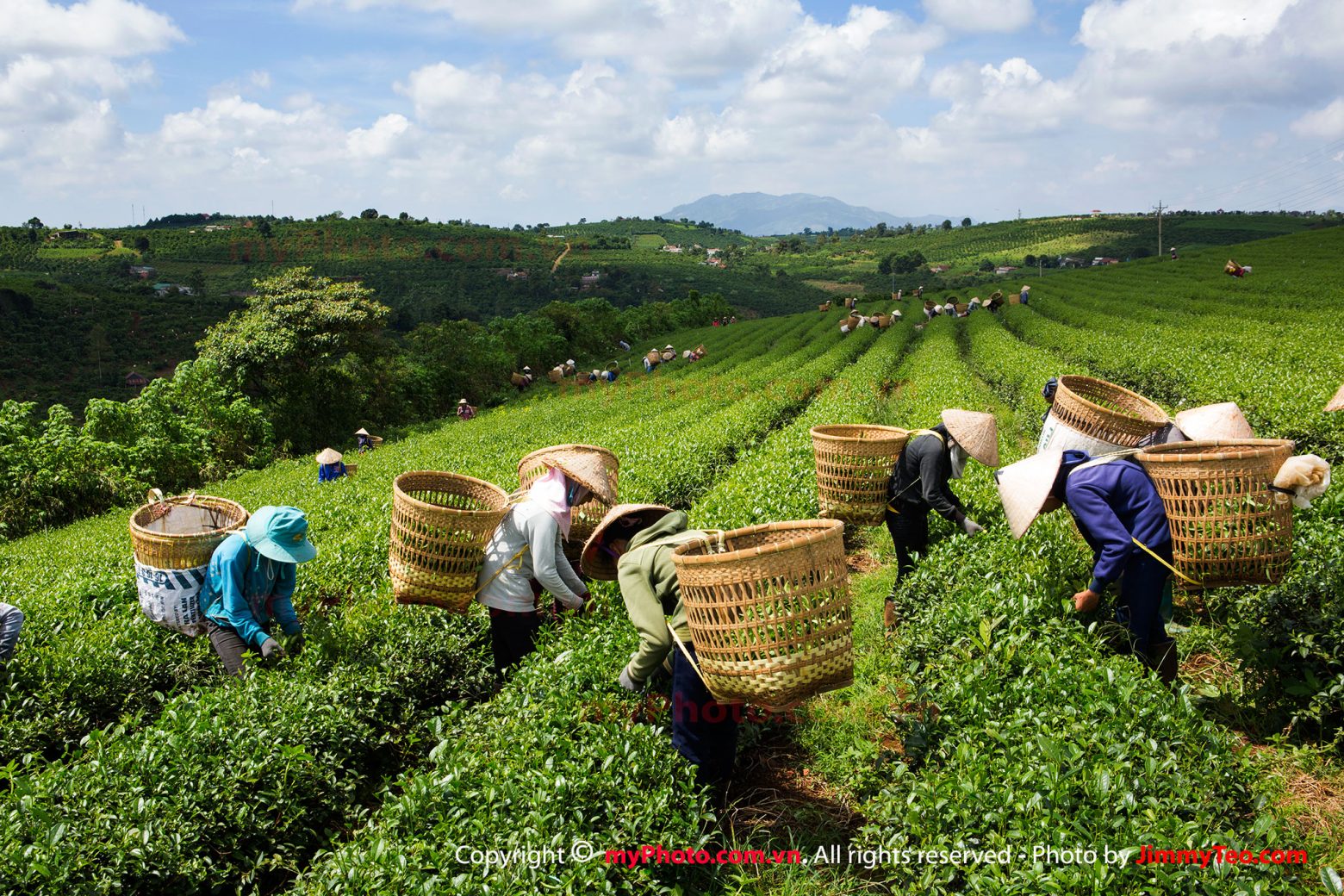 Đồi trà Bảo Lộc đang thu hoạch